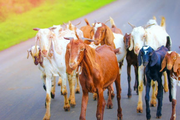 live stock online animal karachi pakistan bakra eid (4)