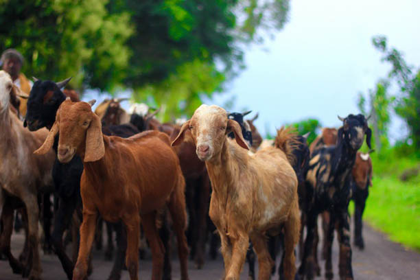 live stock online animal karachi pakistan bakra eid (5)